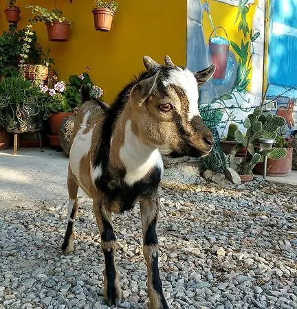 Chiai Francesco Alloggio per agriturismo *