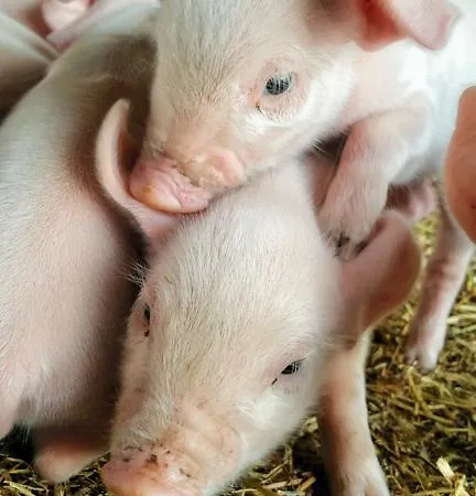 Farma Chiai Francesco Bari Sardo