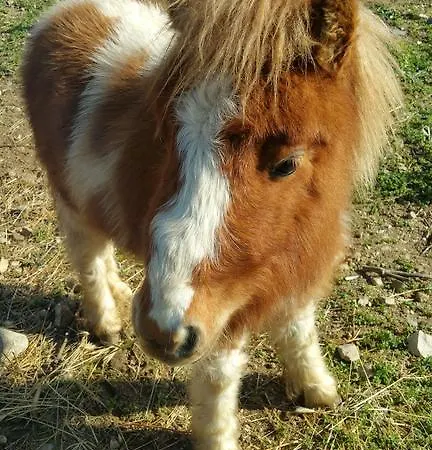Farma Chiai Francesco Bari Sardo